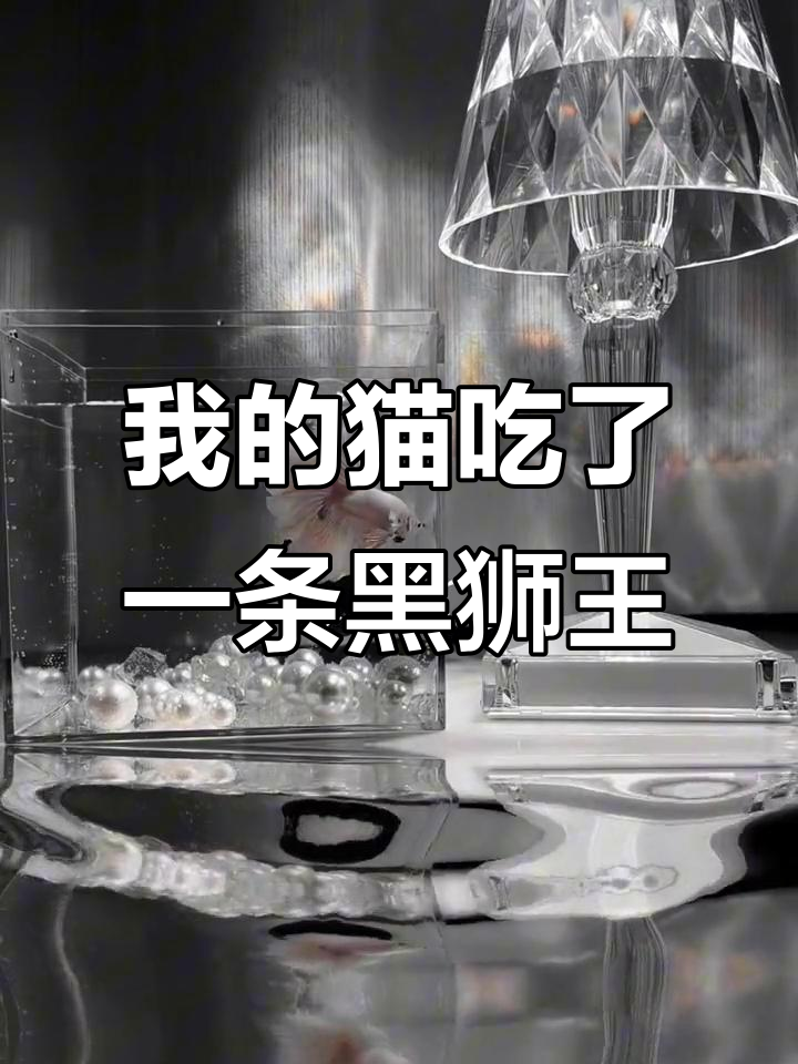 3小时前,我的猫竟然吃了黑狮王斗鱼!