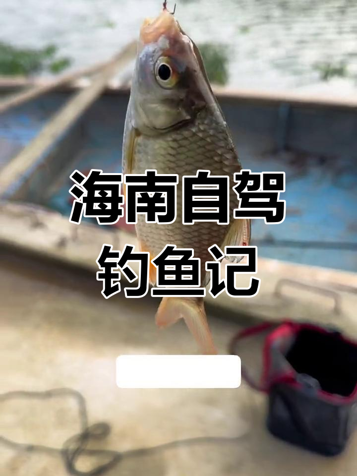 自驾海南,解锁淡水鱼新钓点!