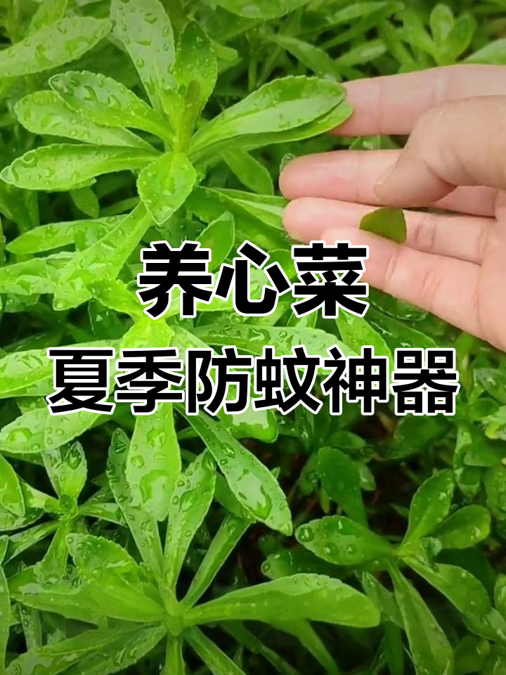 救心菜:养心又补钙,蚊虫叮咬快速止痒