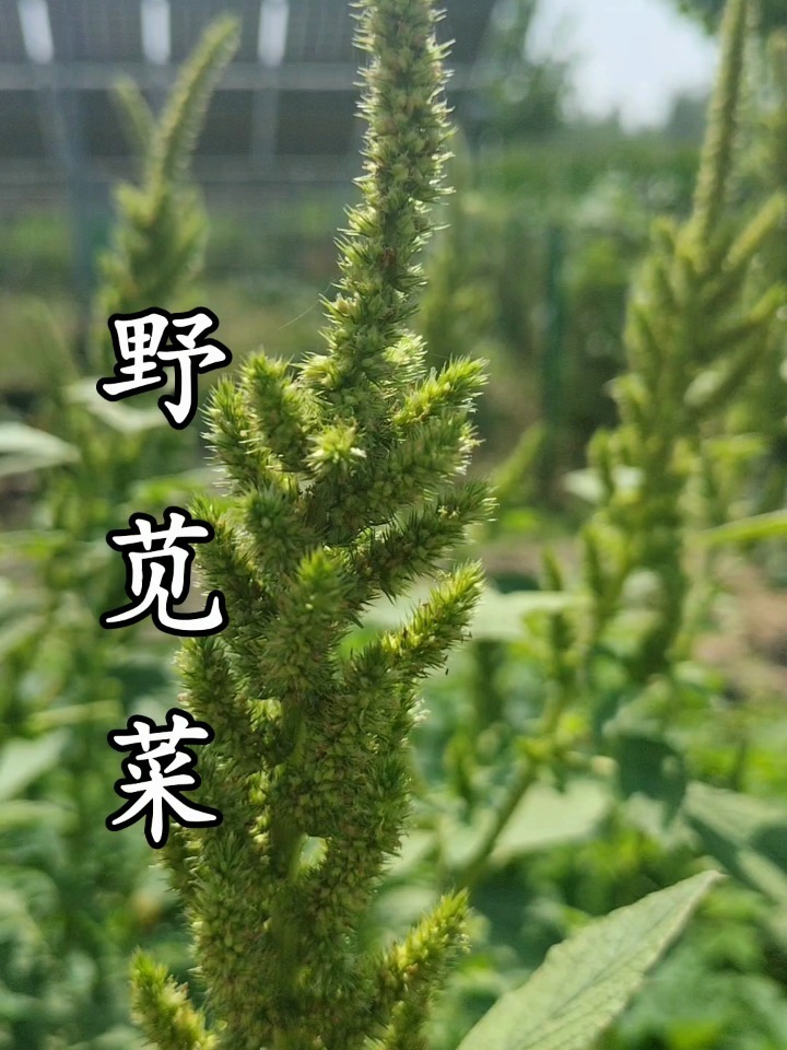 农村常见的野苋菜,不仅营养价值高,并且还