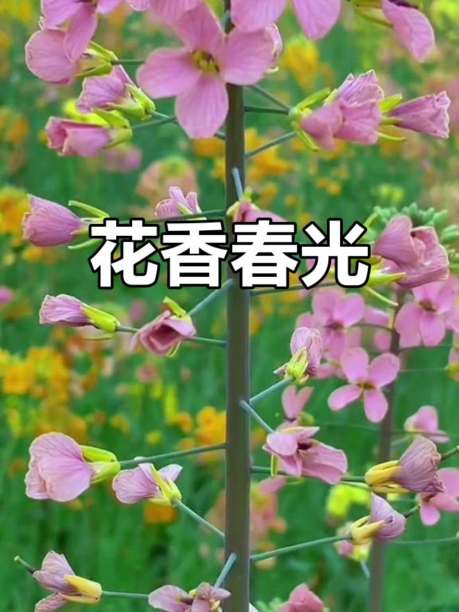 8月8日韭菜坪景区初花期,拍照动作赶紧想好!