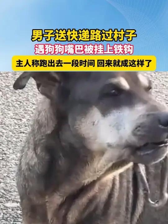 12月11日(发布时间),浙江诸暨,男子送快递路过村子,遇狗狗嘴巴被挂上铁钩,主人称跑出去