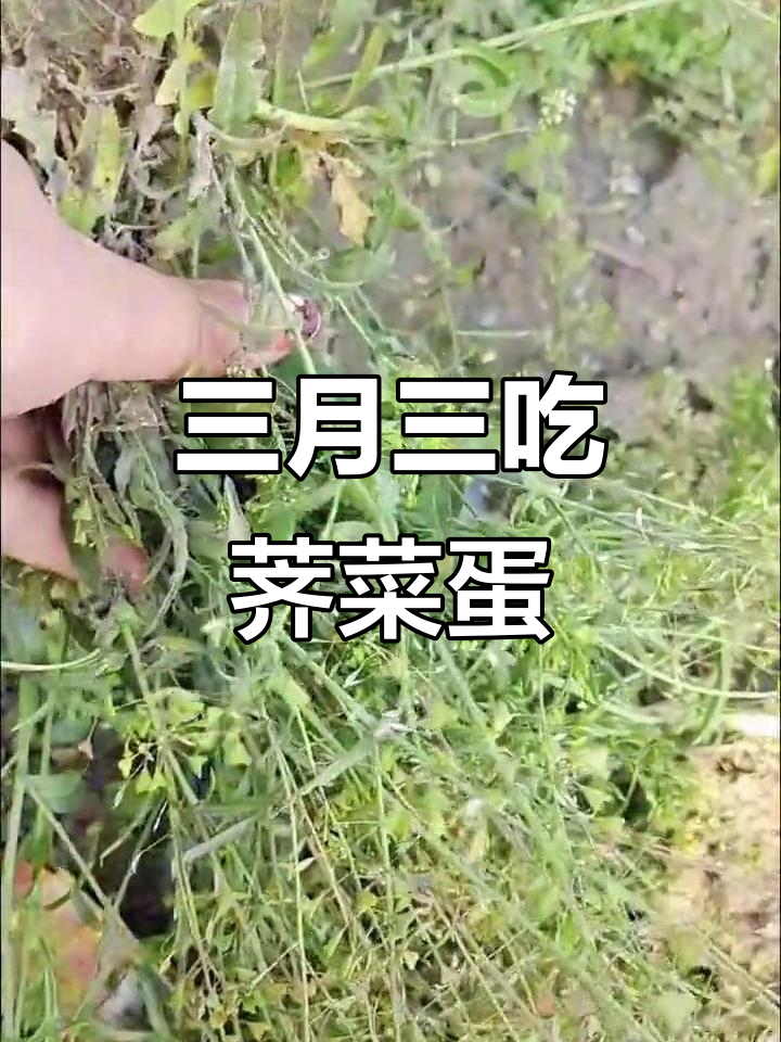 农历三月三,荠菜煮鸡蛋的乡村传统与健康价值