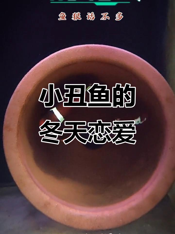 冬季恋歌:爱情让人温暖,小丑鱼也迷迷糊糊