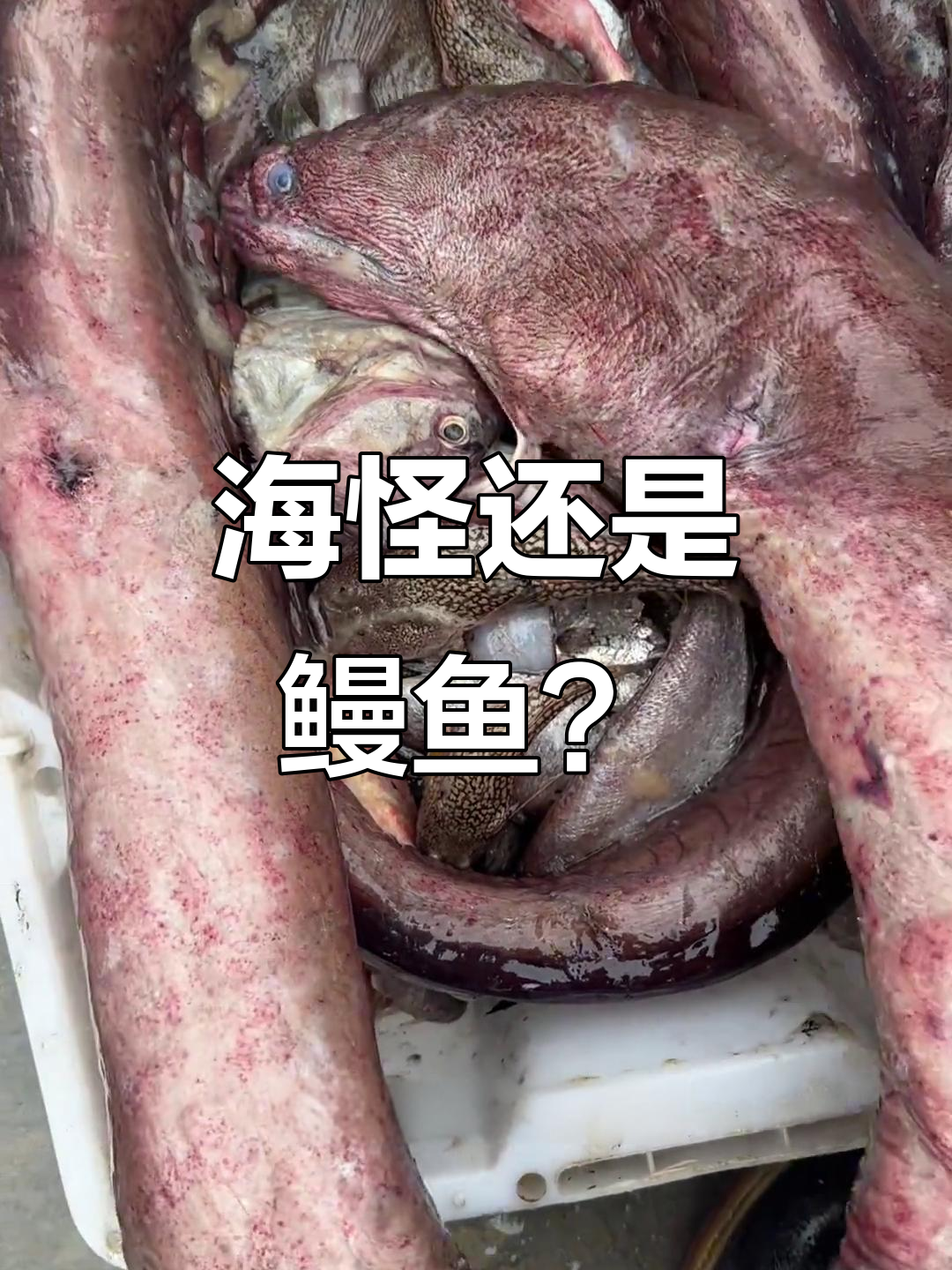 像海蛇一样的神秘鱼,渔民不敢吃!
