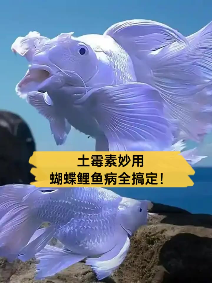 土霉素妙用,蝴蝶鲤鱼病全搞定!