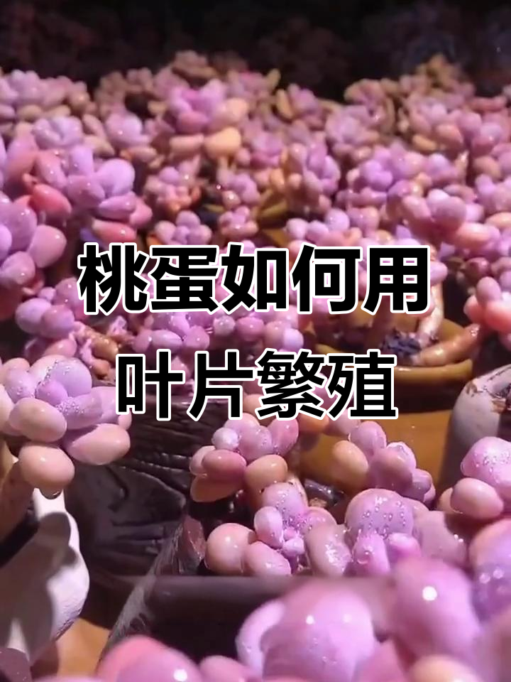 桃蛋叶片繁殖技巧，轻松学会多肉植物繁衍方法