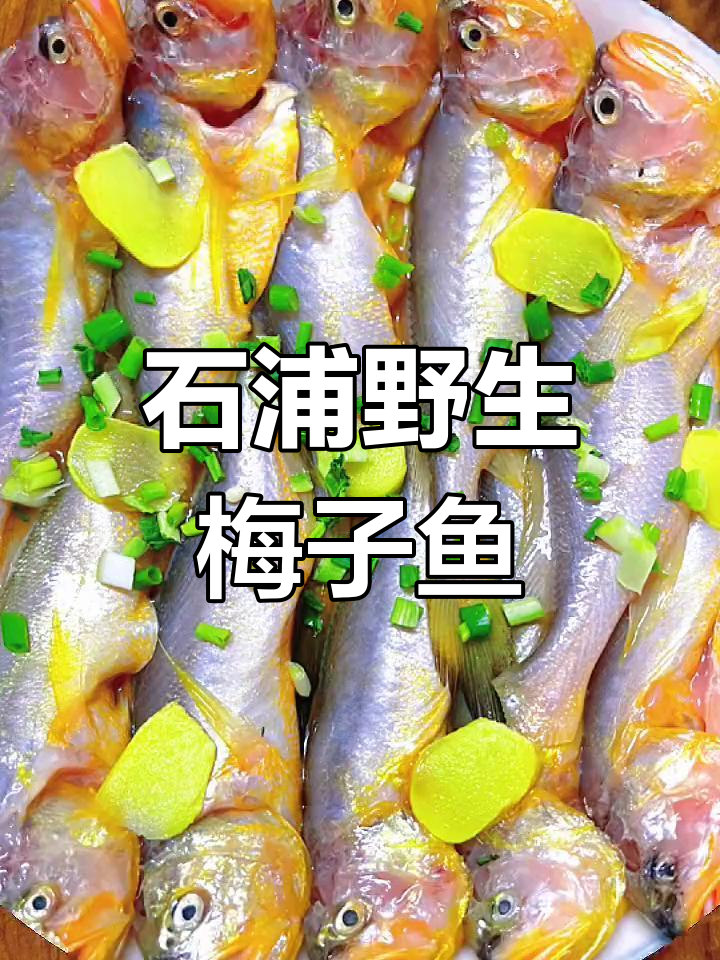 浙江象山石浦渔港野生梅子鱼,广东称狮头鱼