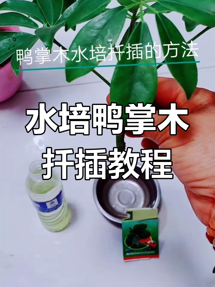 鸭掌木水培扦插全攻略,轻松学会生根技巧