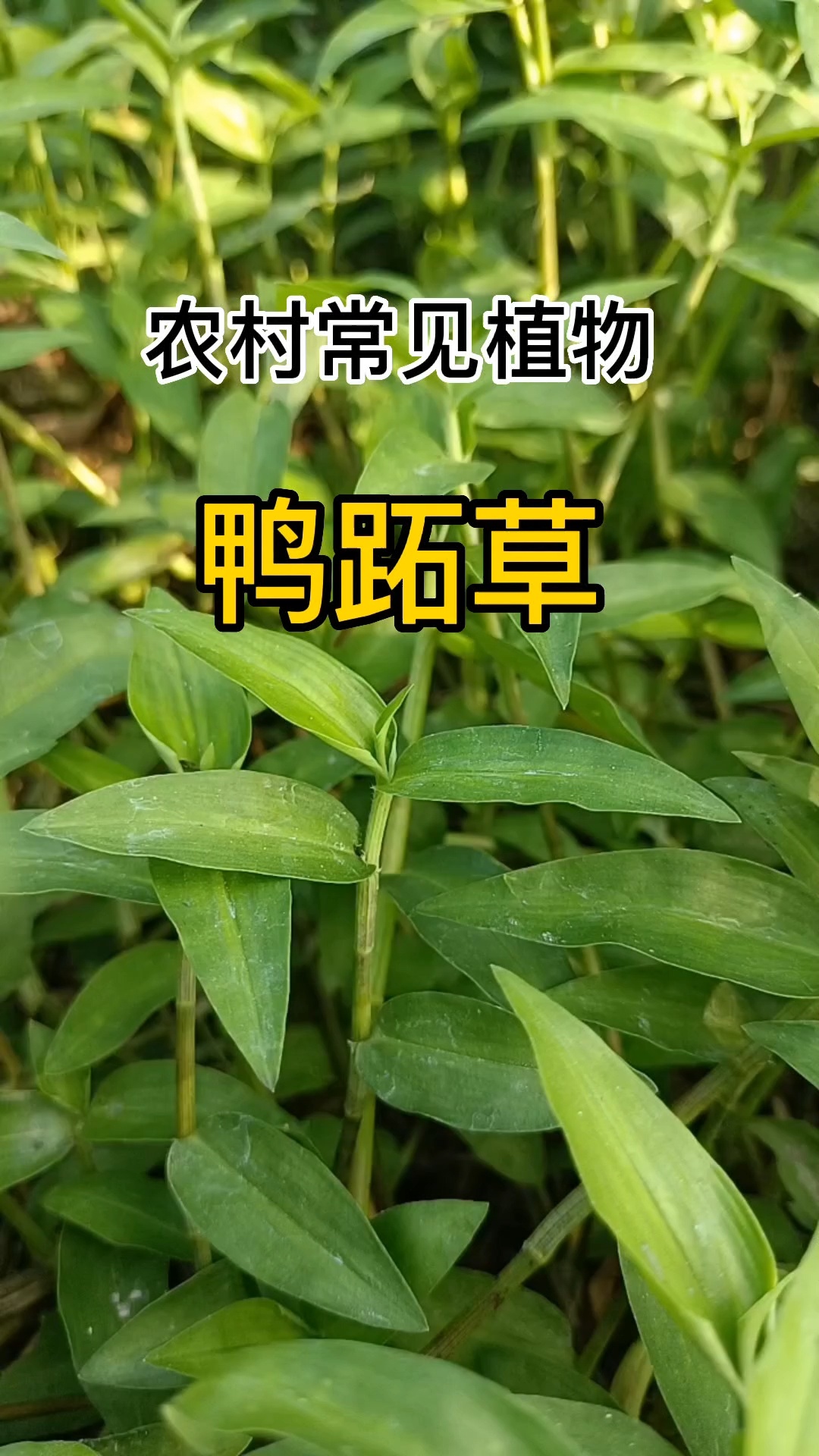 小小一颗草,却有大用,农村常见的鸭跖草