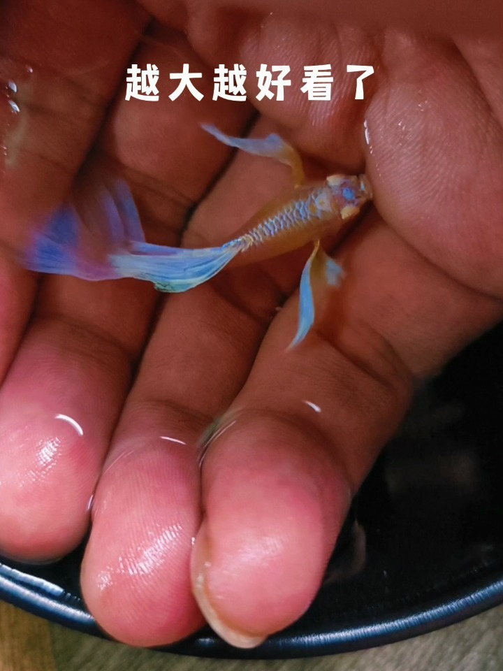宝可梦进化之蓝白飞船孔雀鱼