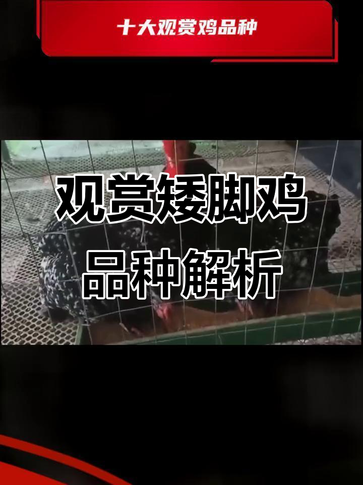 矮脚鸡品种大揭秘：马来西亚、泰国与云南的独特魅力