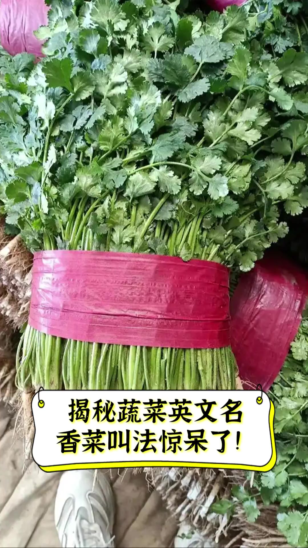 揭秘蔬菜英文名,香菜叫法惊呆了!