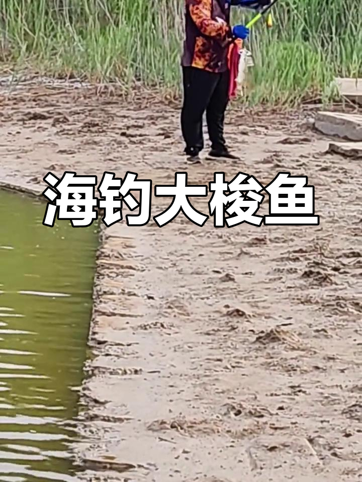 广利港小闸口海钓大梭鱼,数量碾压
