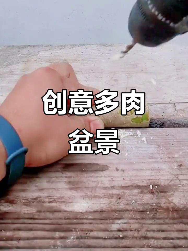 多肉盆景的独特魅力,挑战极限造型