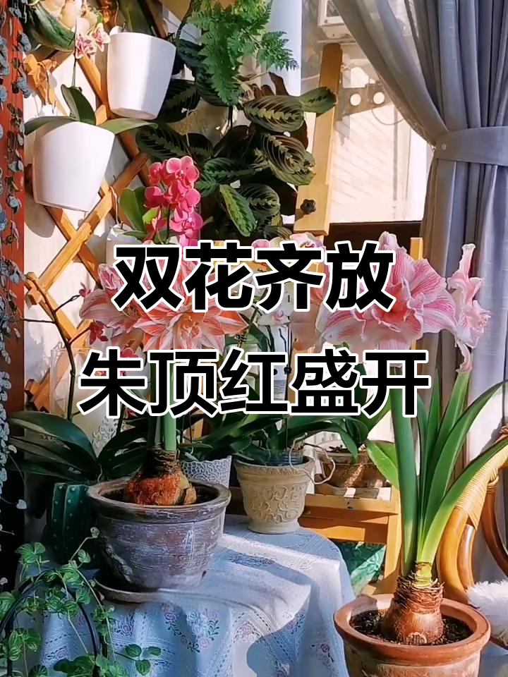 朱顶红初恋与舞蹈皇后并蒂开花,美丽对比不容错过