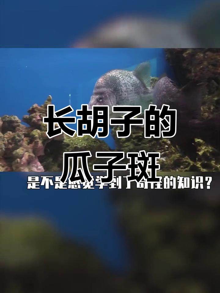 胡子鱼,日本发现的神秘海鱼
