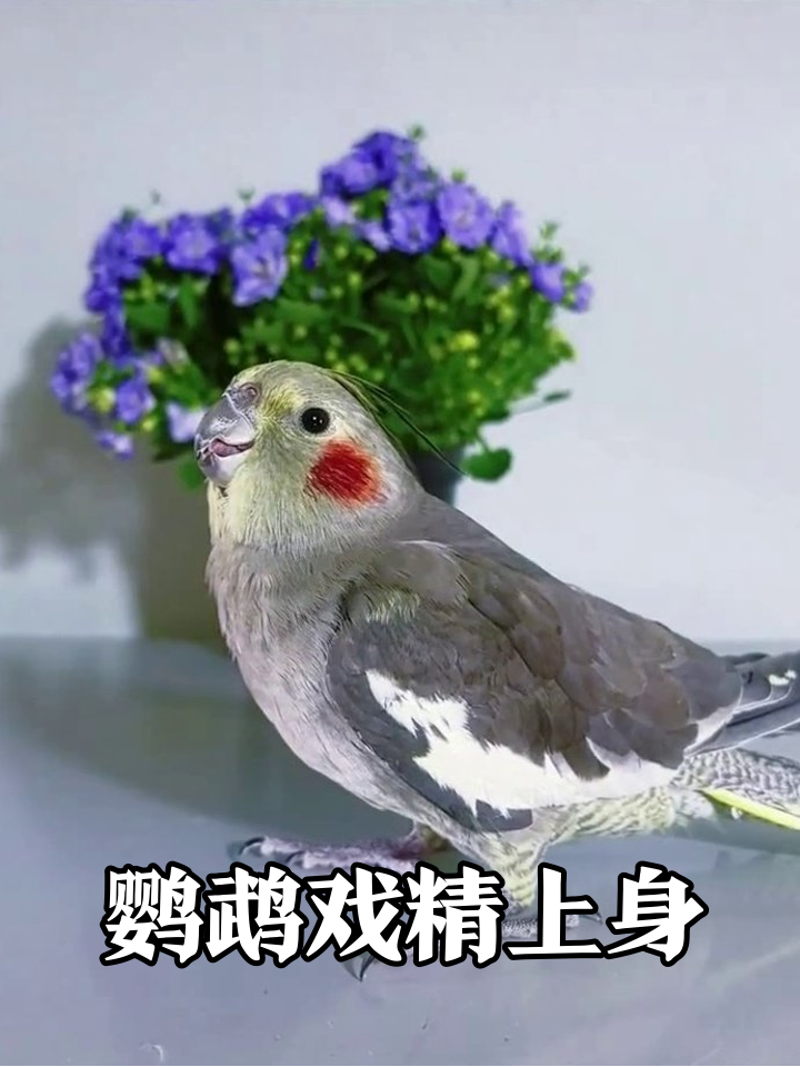 腮红鹦鹉在线演讲，讲到一半突然忘词，急得直跺脚！