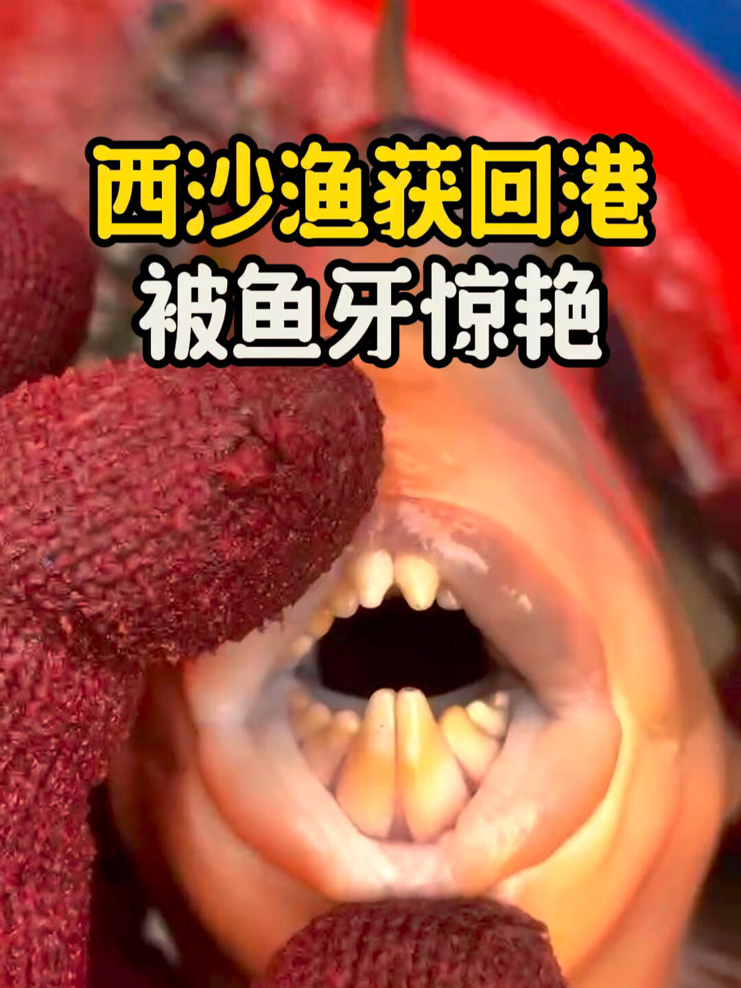 谁能拒绝呢?武装到牙齿的西沙鱼儿