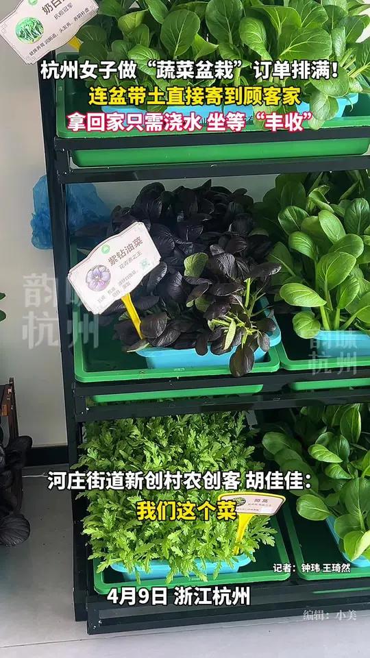 省时省力又有成就感!你想尝尝这种盆栽的蔬菜吗