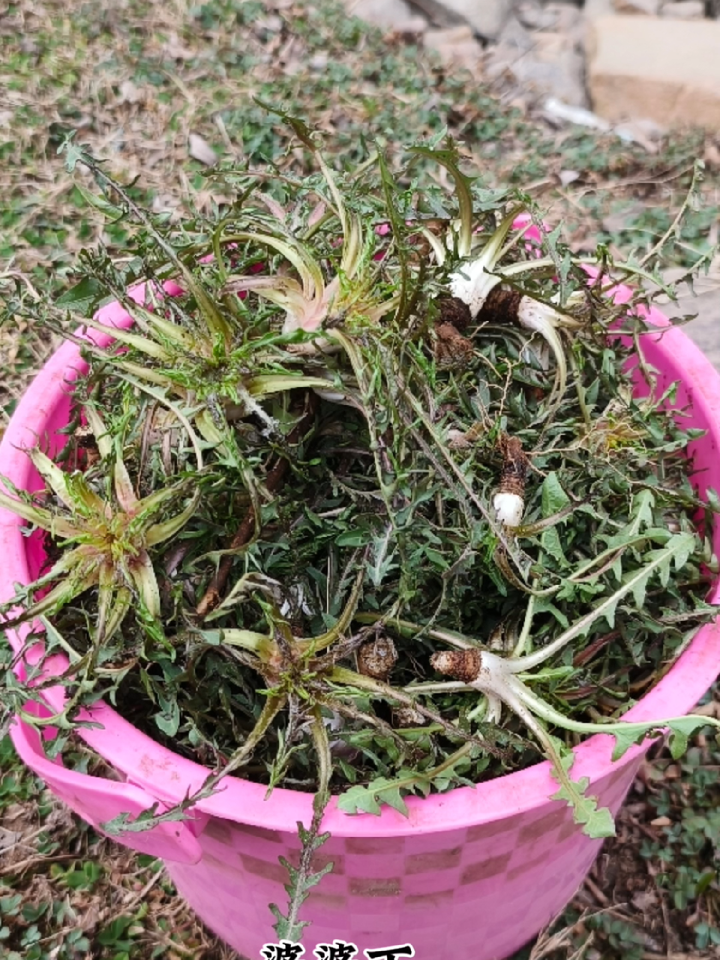 马上进入东北山野菜季 又到了吃野菜的季节