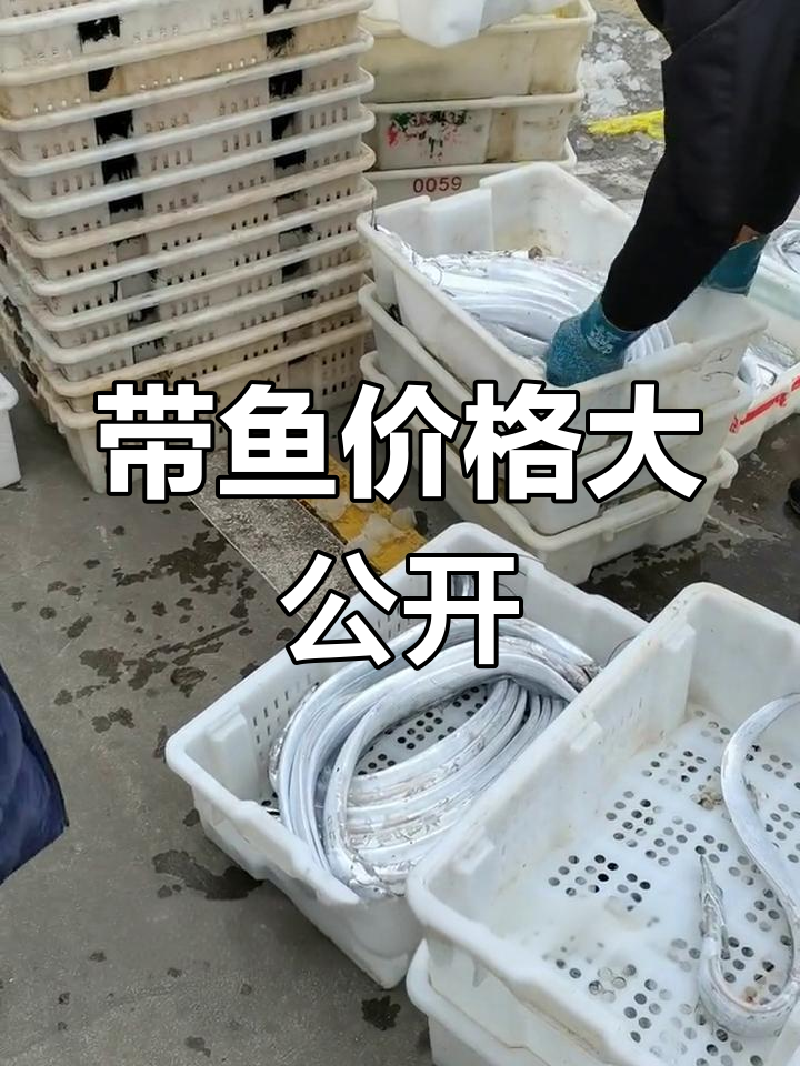 新鲜带鱼价格揭秘,选购有技巧