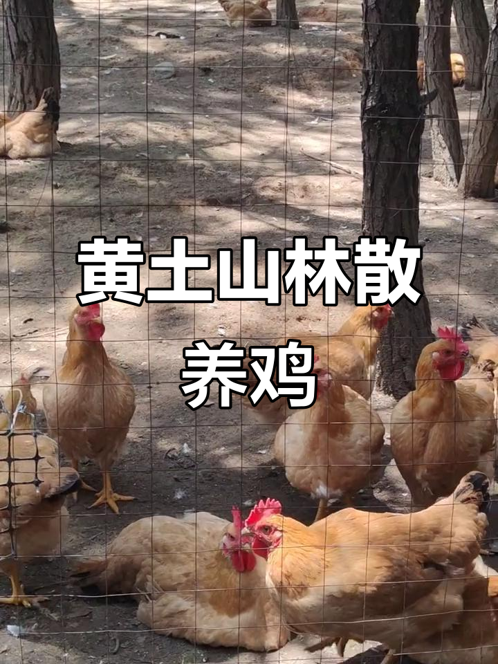 纯黄土山散养鸡,五斤公母皆有,玉米粒喂养自由进出