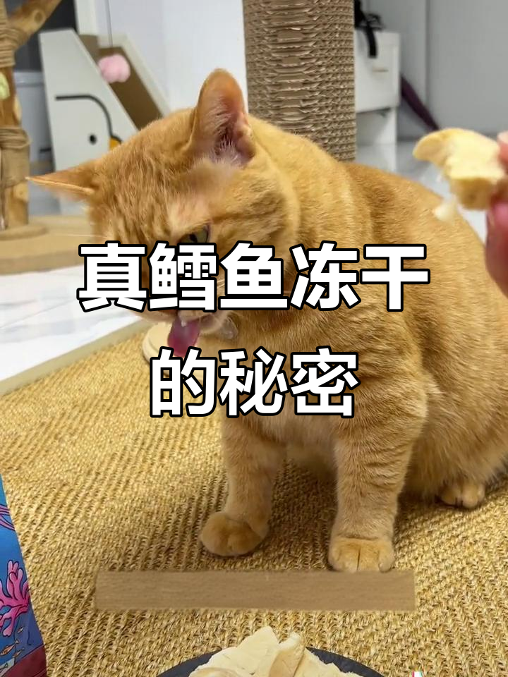 真鳕鱼冻干为何总被质疑?猫咪吃得开心,毛发亮丽