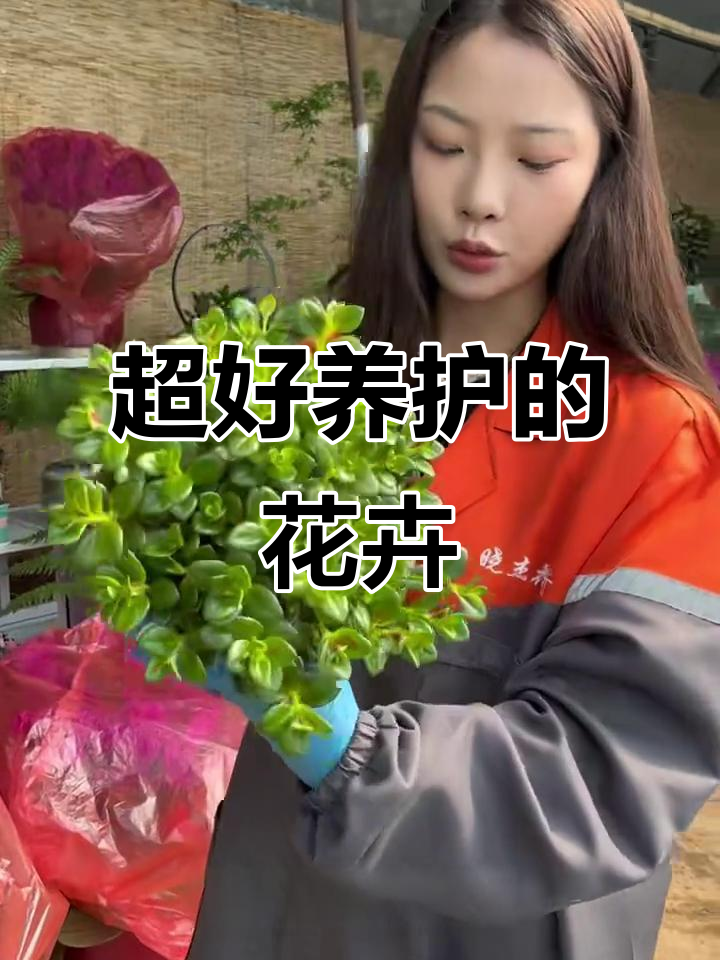 太原花卉批发:超耐养花期长的三角梅、金鱼吊兰等推荐