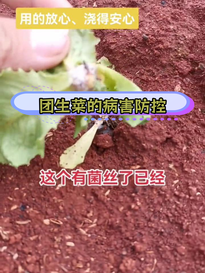 生菜茎基腐病与菌核病的防治方法