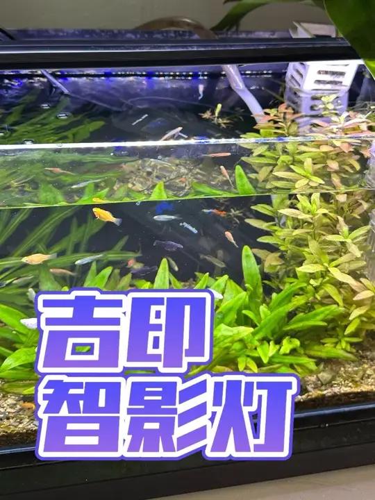 特别适合新手的一款鱼缸灯,养水草,显色,定时开关灯,亮度都不错。吉印的灯做过质量方面还是不