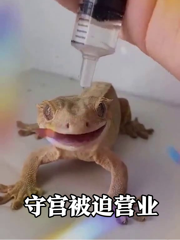 守宫被滴水急出表情包：天灵盖灌水还吧唧嘴？