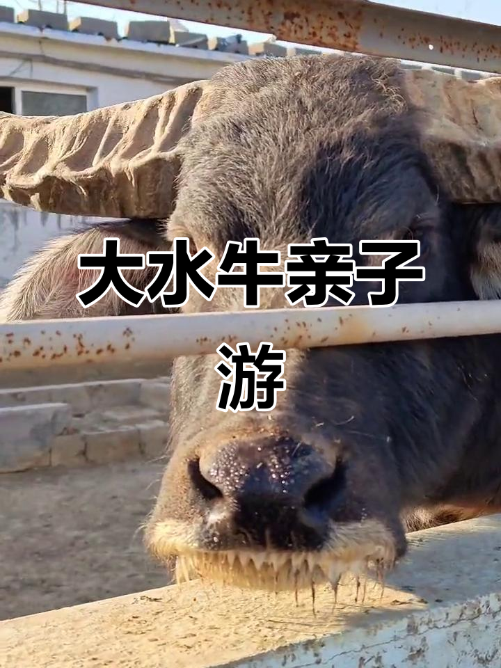 泰山天鹅湖大水牛,亲子游新体验