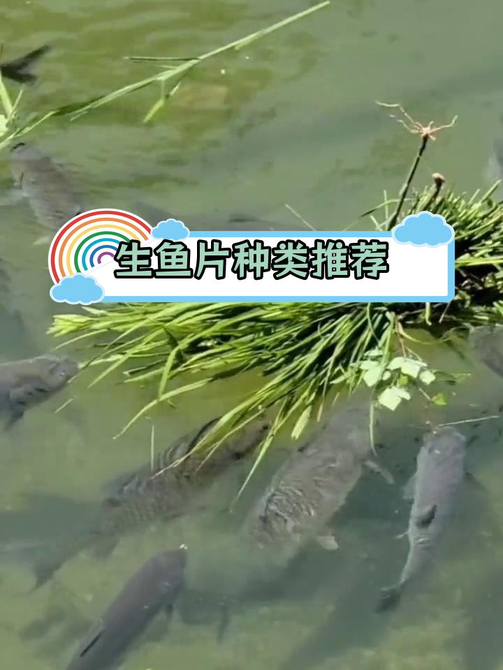 常见刺身鱼种解析