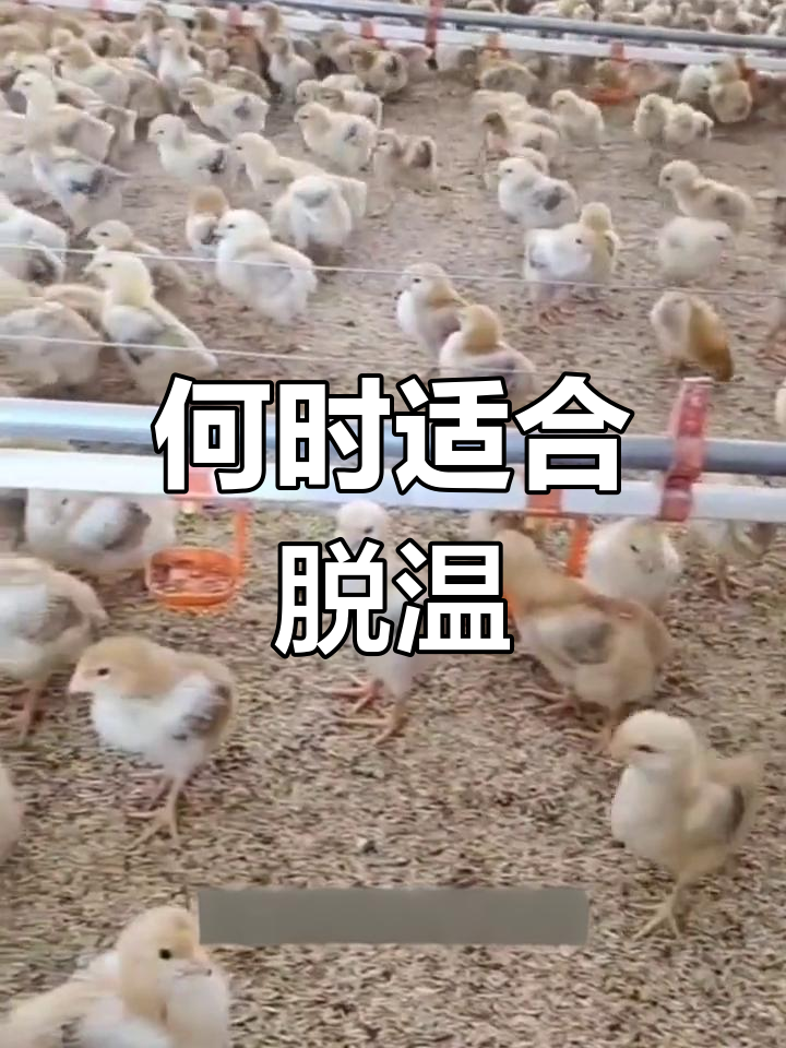 鸡苗脱温的最佳时机
