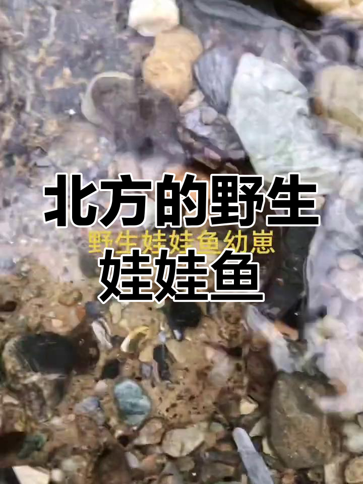 北方娃娃鱼现身南方溪流,清澈见底的自然奇观