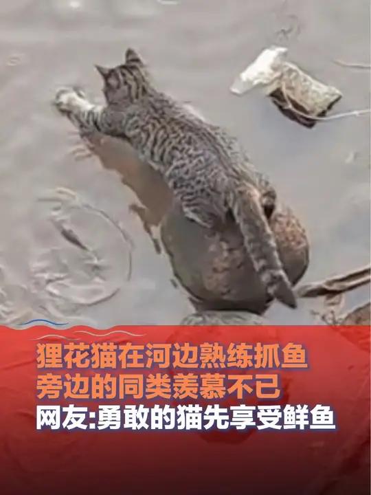 10月8日,云南,狸花猫在河边熟练抓鱼,旁边的同类羡慕不已,网友:勇敢的猫先享受鲜鱼