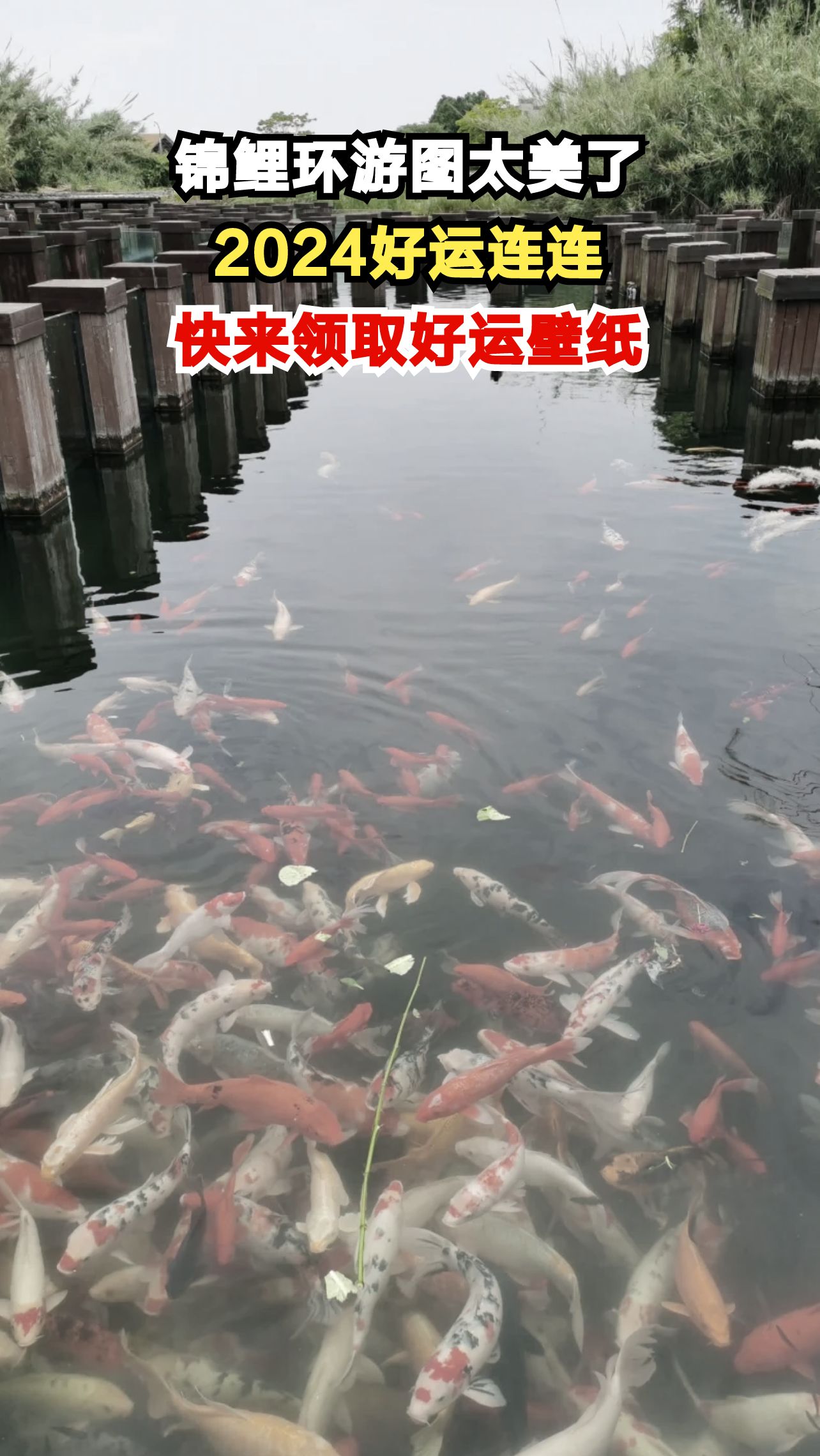 2024好运锦鲤壁纸来袭，点击领取你的专属幸运！