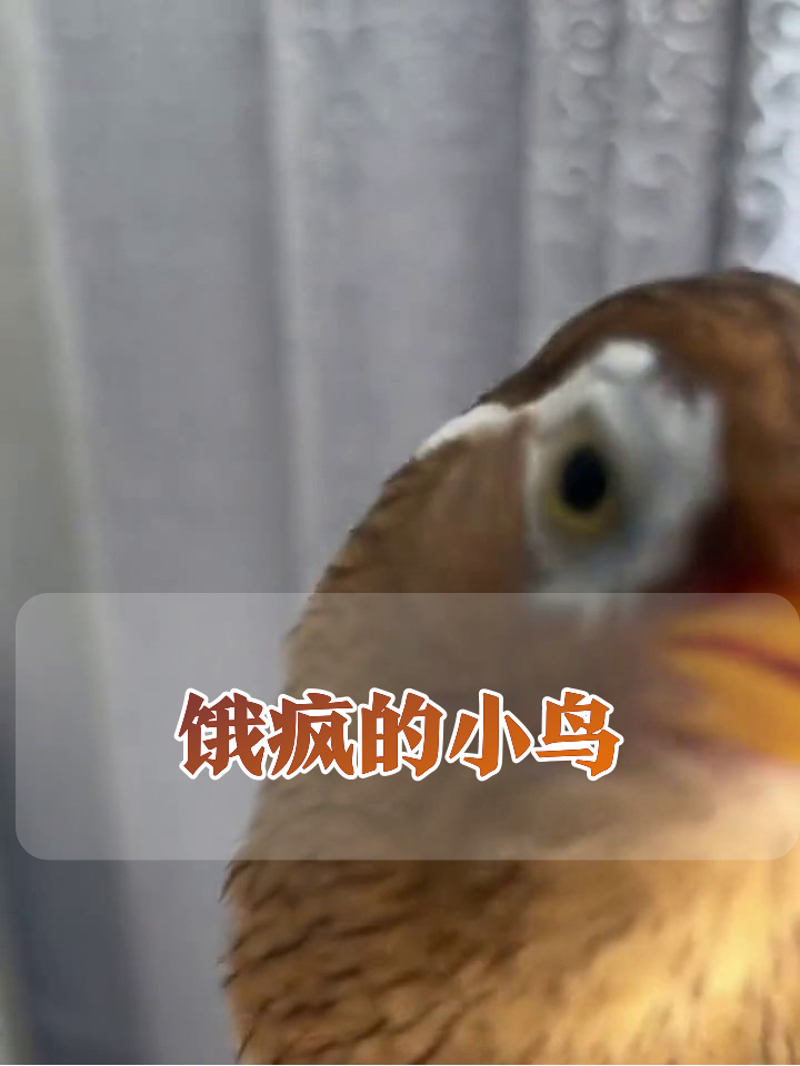 小鸟饿到表情包输出!疯狂张嘴求投喂太魔性