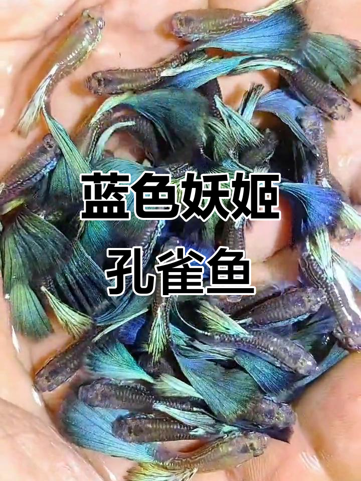 蓝色妖姬孔雀鱼:美丽尾扇与高产量小鱼仔