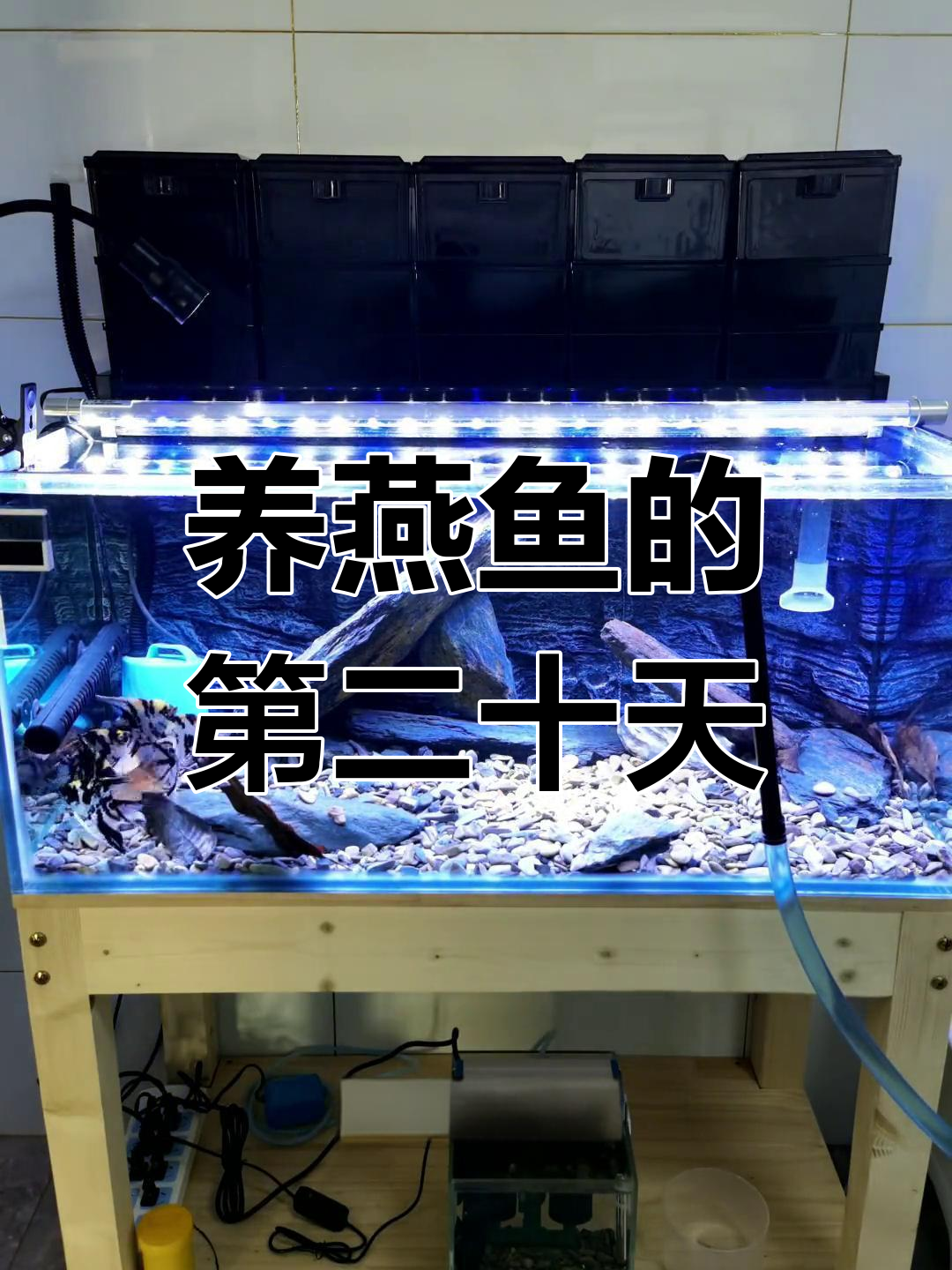 燕鱼养殖日记:从新手到万元户的逆袭之路