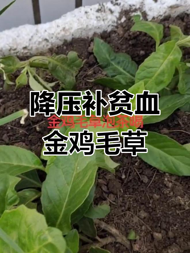 金鸡毛草：降血压、补血良方，泡茶饮用效果佳