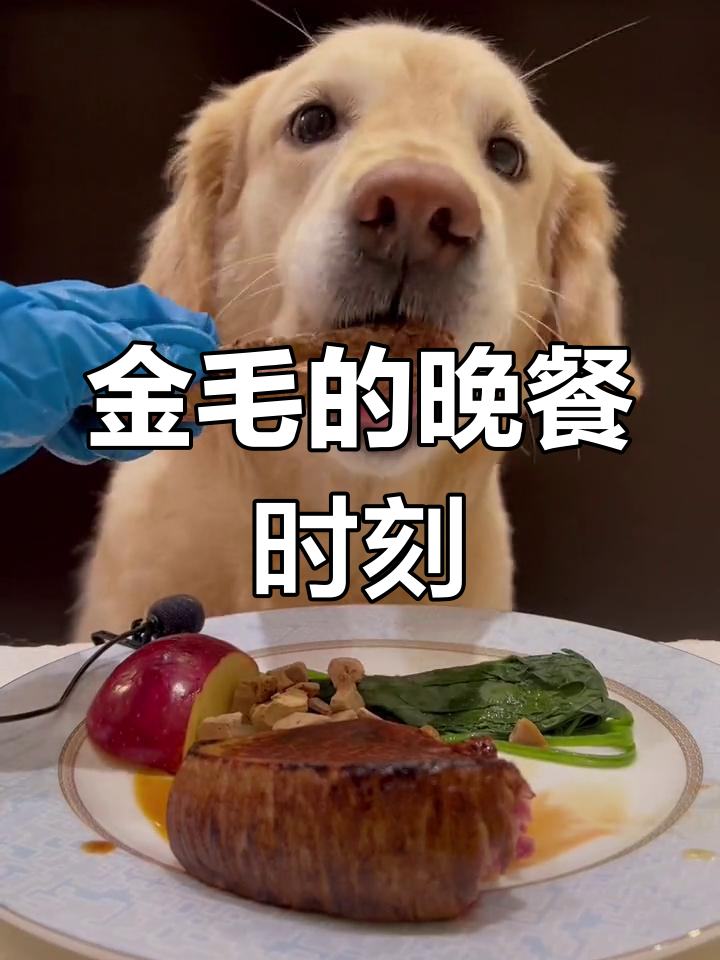 晚餐食谱:牛排、鸡腿等多种美味,狗狗也爱