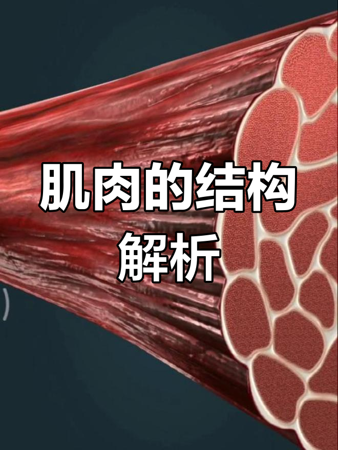 骨骼肌的微观结构与功能