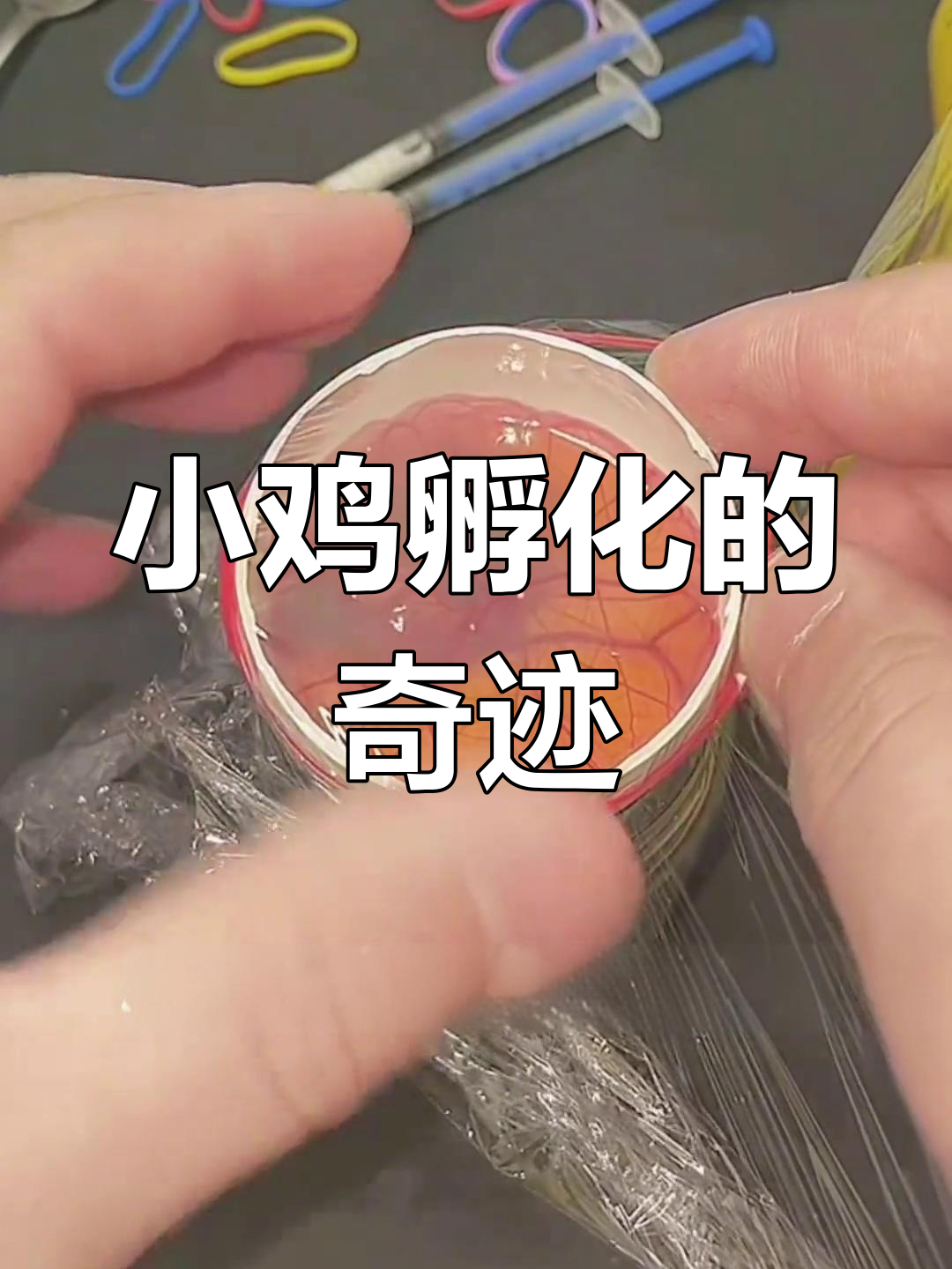 人工孵化鸡蛋,12天见证小鸡的神奇成长