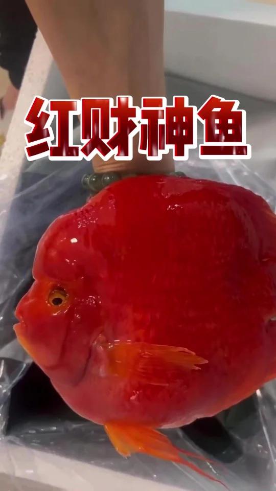 红财神鱼