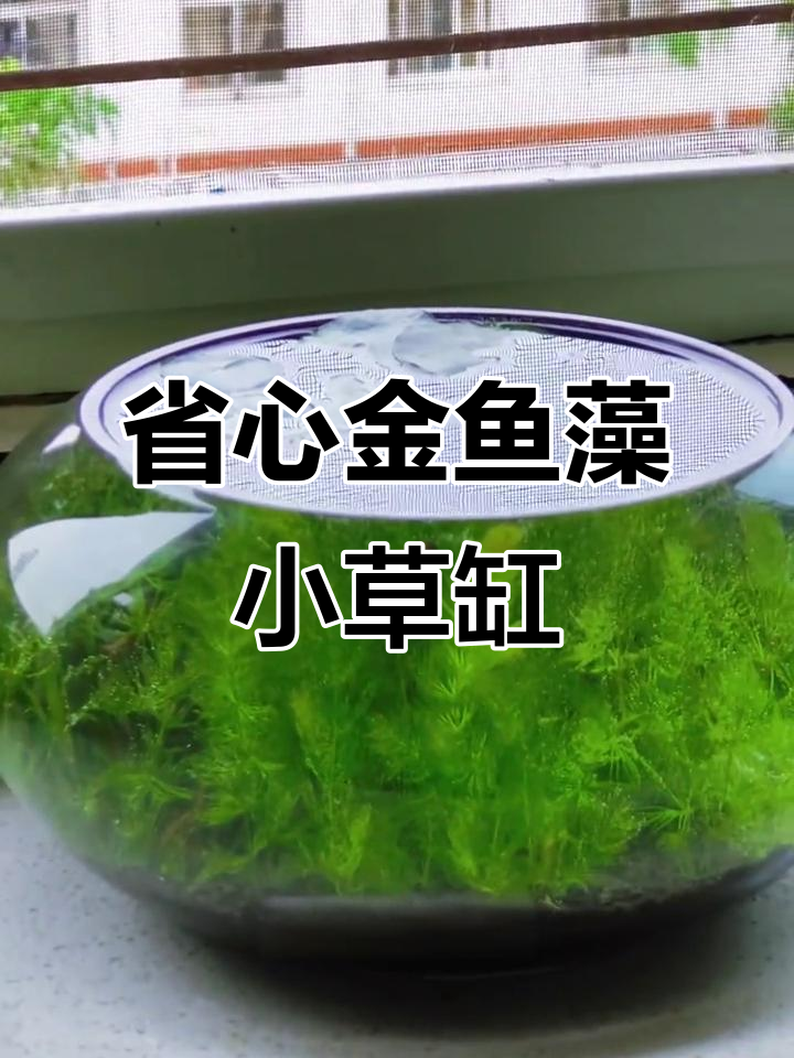 金鱼藻轻松养，小缸造景全搞定