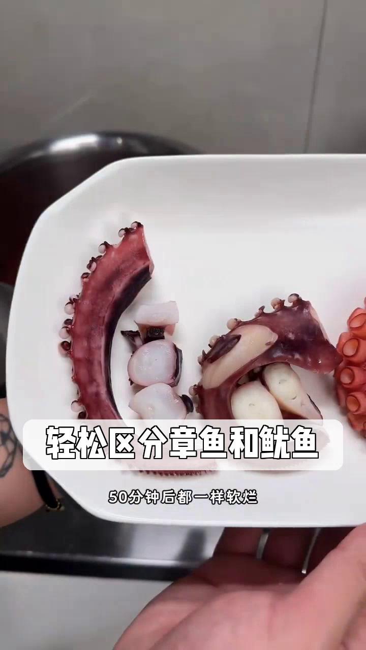 轻松区分章鱼和鱿鱼!