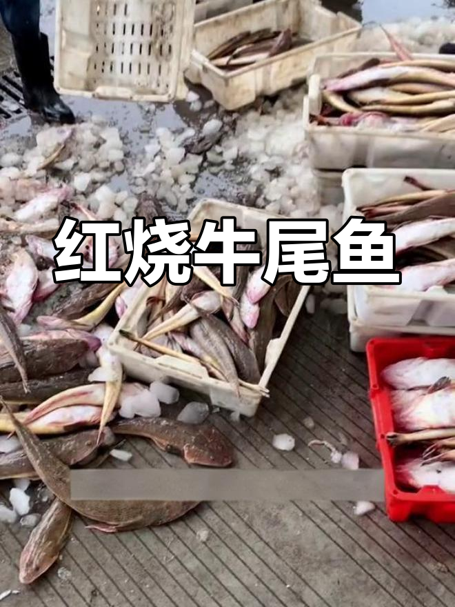 春季鱼籽丰富的红烧牛尾鱼,肉质紧实鲜美