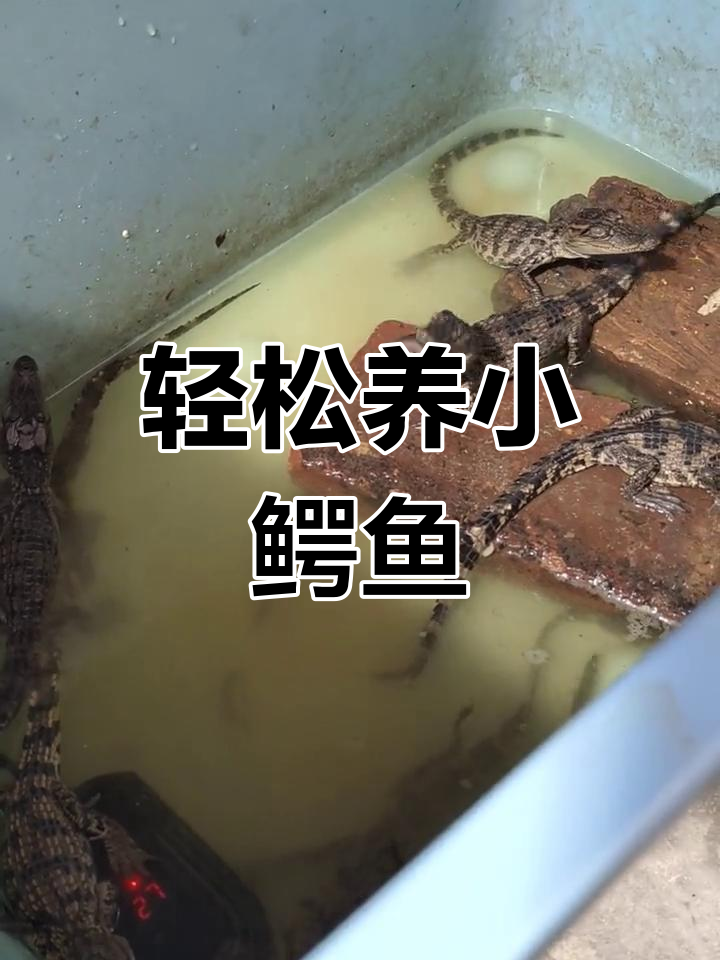 小鳄鱼苗养殖技巧,简单又实用